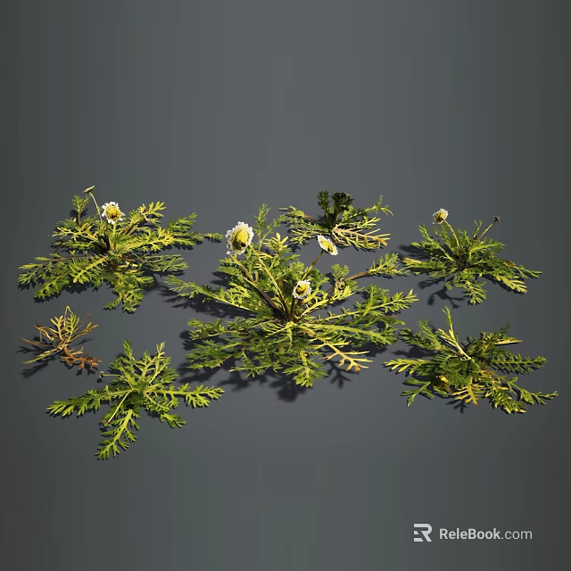 Green herb plants with white small flowers and pinnately divided leaves arranged on gray background 3d model 