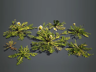 Green herb plants with white small flowers and pinnately divided leaves arranged on gray background 3d model