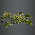 Green herb plants with white small flowers and pinnately divided leaves arranged on gray background