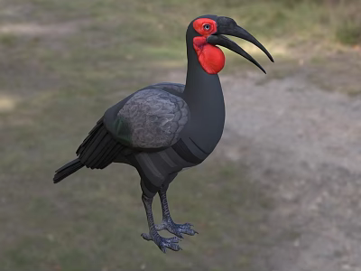 Large Black Bird With Red Head And Long Curved Beak Standing In Natural Habitat 3d model