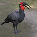 Large Black Bird With Red Head And Long Curved Beak Standing In Natural Habitat