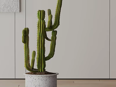 Indoor Cactus Potted Plant In White Speckled Pot With Light Wall And Wooden Floor 3d model