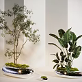 Indoor Bonsai Tree With Slender Trunks Green Leaves And Moss Covered Pot For Home Decor