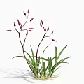 Vibrant Flowering Plant With Green Leaves Purple Buds And Slender Stems