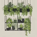 Elegant Hanging Basket Plants with Greenery on Black Metal Shelf and Potted Foliage