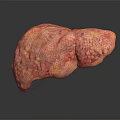 Realistic Human Liver Organ Anatomy Model With Detailed Texture And Pinkish Appearance