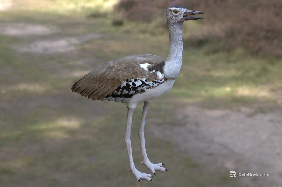 Brown And White Spotted Reptile With Long Legs Standing In Natural Grass Habitat 3d model 