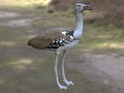 Brown And White Spotted Reptile With Long Legs Standing In Natural Grass Habitat 3d model