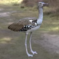 Brown And White Spotted Reptile With Long Legs Standing In Natural Grass Habitat
