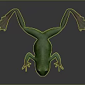 Detailed Green Frog 3D Character Model With Lifelike Texture And Webbed Limbs