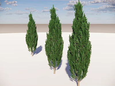 Three Tall Arbor Trees With Lush Green Foliage Against Blue Sky And White Clouds 3d model