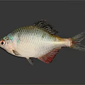 Colorful Silver Fish With Scaly Body And Red Fins On Dark Background