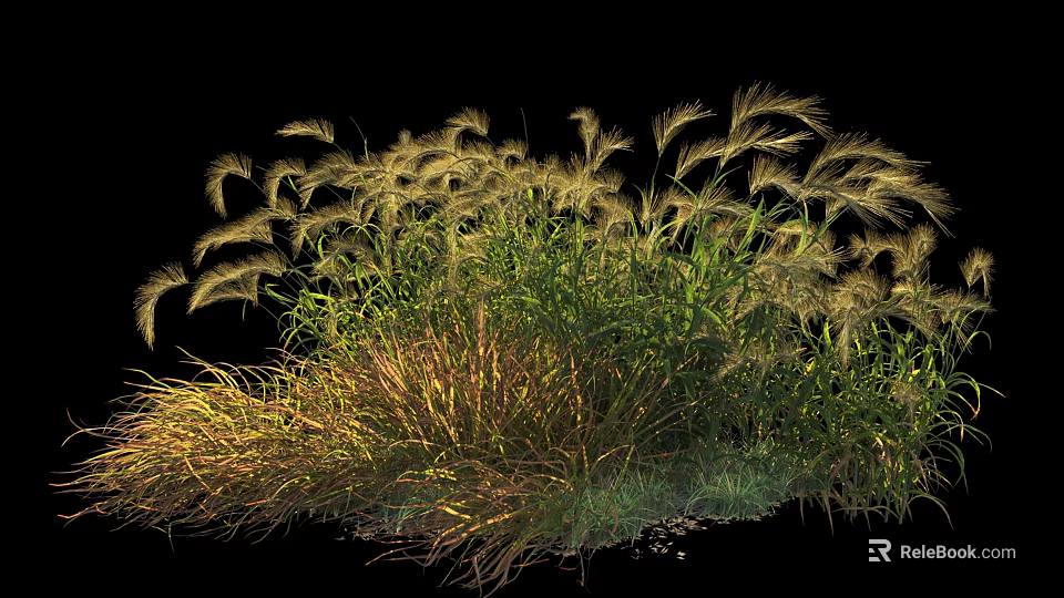 Clumping Ornamental Grasses With Golden Plumes And Green Foliage In Lush Garden 3d model 