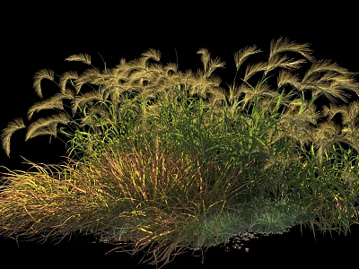 Clumping Ornamental Grasses With Golden Plumes And Green Foliage In Lush Garden 3d model