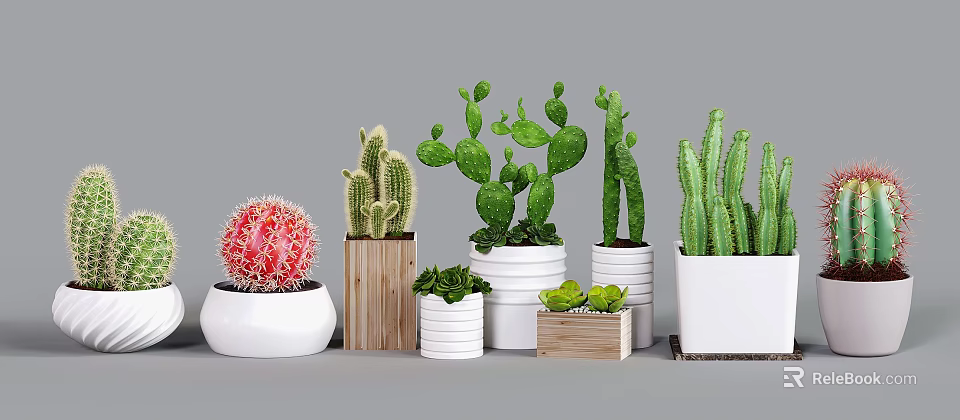Varied Cactus Succulent Plants in Decorative White and Wooden Flower Pots for Indoor Decor 3d model 
