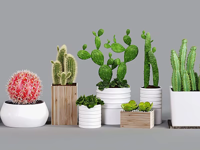 Varied Cactus Succulent Plants in Decorative White and Wooden Flower Pots for Indoor Decor 3d model