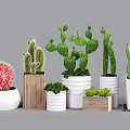 Varied Cactus Succulent Plants in Decorative White and Wooden Flower Pots for Indoor Decor