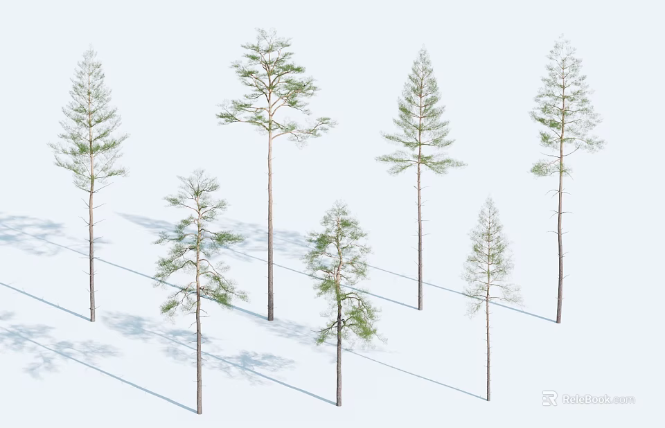 Tall Arbor Trees With Slender Trunks Green Foliage Neatly Arranged Against White Background 3d model 