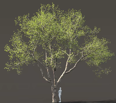A Tall Tree with Green Leaves and Small Figure on Trunk 3d model