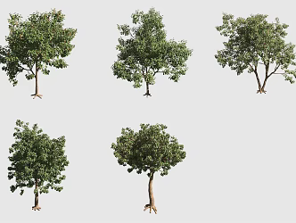 Orange Blossoms Rag Wood Hawaiian Plant 3d model