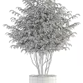 Lush Green Bonsai Potted Plants With White Pots And Decorative Foliage