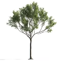 Tall Arbor With Green Leaves And Straight Trunk Isolated On White Background