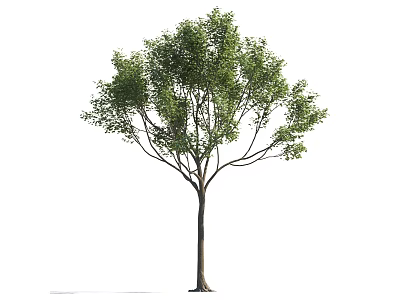 Tall Arbor With Green Leaves And Straight Trunk Isolated On White Background 3d model