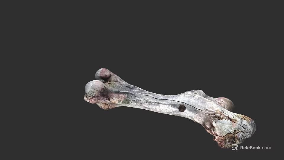 Organ System Skeletal Structure With Detailed Anatomical Features And Fossilized Bone 3d model