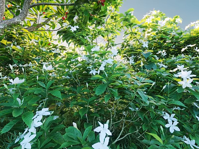 Garden Shrubs With Lush Green Leaves And White Flowers In Sunlight 3d model