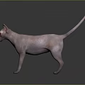 Sphynx Cat With Pink Skin Standing On Gradient Gray Background With Slender Tail And Ears