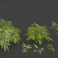 Green Leafy Plants With Long Fresh Leaves In Various Sizes Bushes And Small Clusters