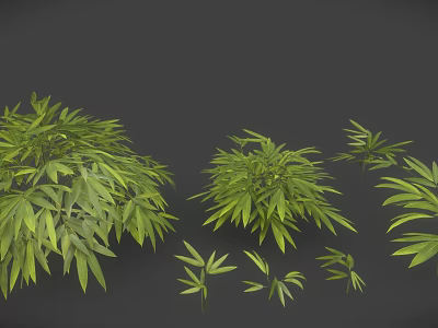 Green Leafy Plants With Long Fresh Leaves In Various Sizes Bushes And Small Clusters 3d model