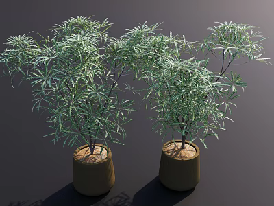 Bonsai Potted Plants With Green Slender Leaves In Brown Ceramic Pots 3d model