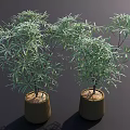 Bonsai Potted Plants With Green Slender Leaves In Brown Ceramic Pots