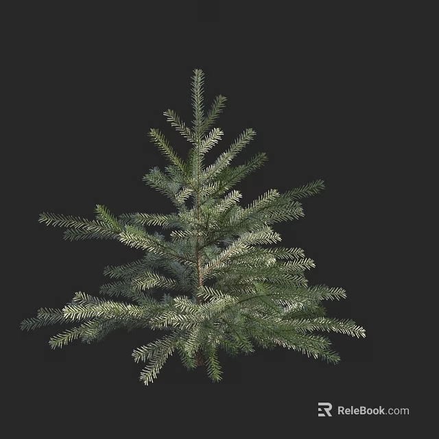 Evergreen Tree With Dense Needle Leaves And Natural Branch Structure 3d model 