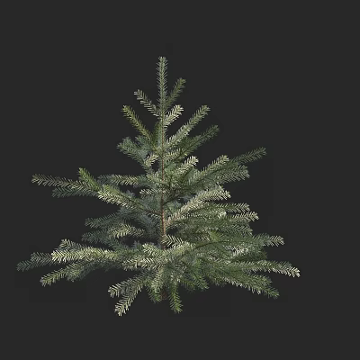 Evergreen Tree With Dense Needle Leaves And Natural Branch Structure 3d model
