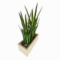 Bonsai Potted Plants with Green Yellow Striped Leaves in Square Light Pot and Pebbles
