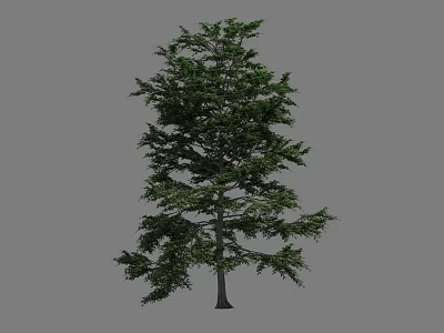 Tall Tree With Lush Green Foliage And Dense Branches Isolated Against Gray Background 3d model