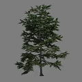 Tall Tree With Lush Green Foliage And Dense Branches Isolated Against Gray Background