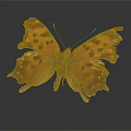 Modern Butterfly Moth Color Moth Color Butterfly 3d model