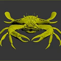 Vibrant Blue Green Crab With Red Tip Claws Detailed View