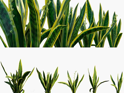 Long Green And Yellow Striped Leaves Houseplants For Indoor Decoration 3d model