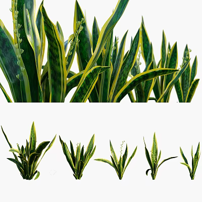 Long Green And Yellow Striped Leaves Houseplants For Indoor Decoration 3d model