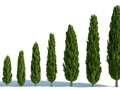 Evergreen Arborvitae Trees In Different Heights Featuring Lush Green Foliage And Healthy Growth 3d model