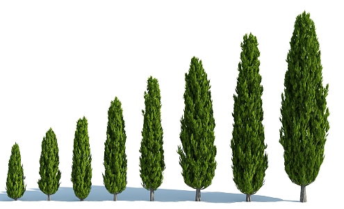 Modern Tree Shrub 3d model