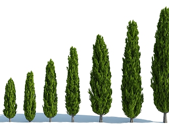 Modern Tree Shrub 3d model