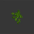 Lush Green Plant With Variegated Leaves And Trailing Vines In Brown Pot
