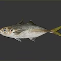 Whole Silver Fish With Blue Eyes Yellow Tail Shiny Body And Fins On Gray Surface