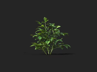 Crop Plant With Green Leaves And Multiple Branches On Black Background 3d model