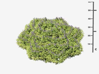 Lush Green Bush With Purple Small Flowers And Height Measurement Up To 50cm 3d model